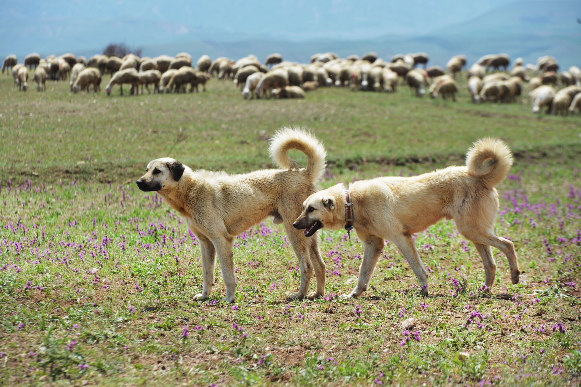 20180721sa0732-turkish-kangal-anatolian-shepherd-livestock-guarding-dogs-shutterstock_662051851.jpg?w=2000